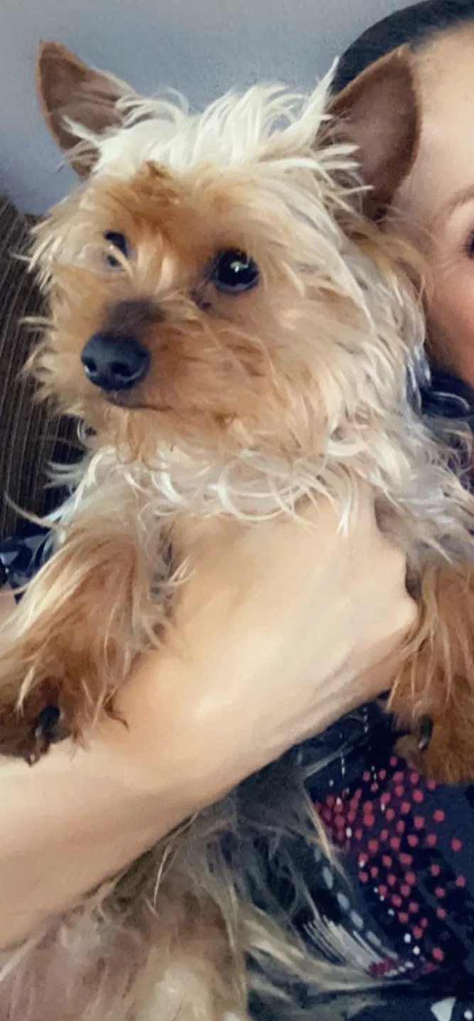 Lost dog in Banning, CA, 92220