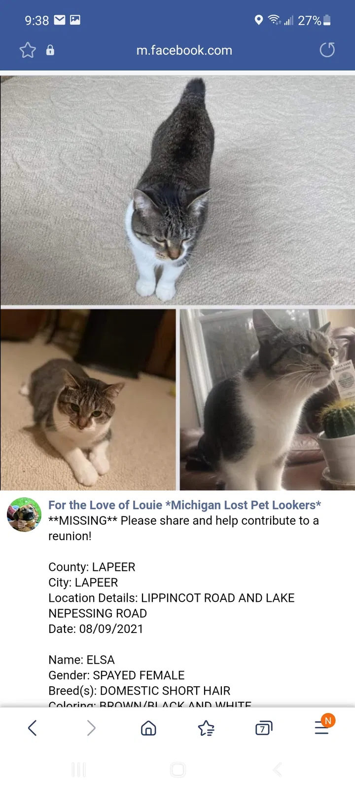 Lost cat in Lapeer, MI, 48446