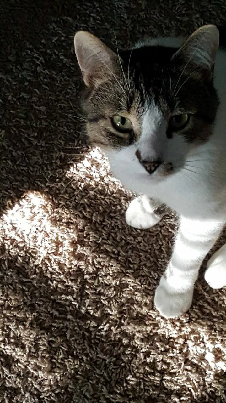 Lost cat in Plymouth, IN, 46563