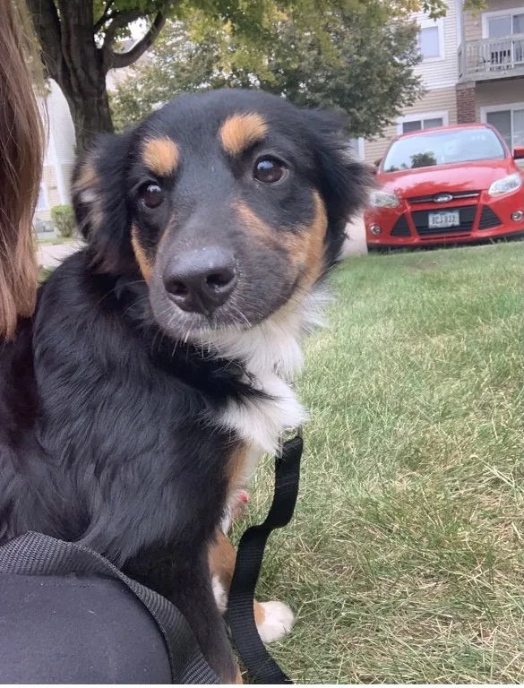 Lost dog in West Des Moines, IA, 50265