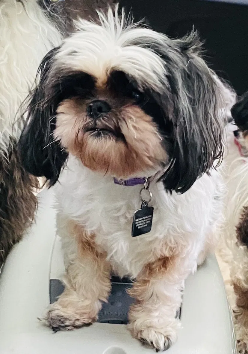 Lost dog in Wagener, SC, 29164