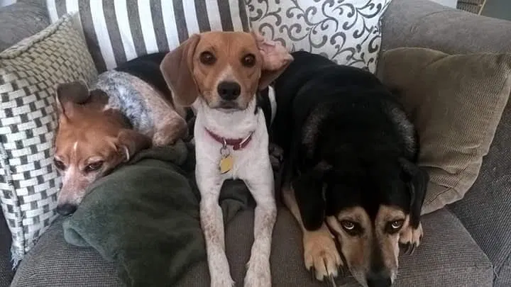 Lost dog in Tampa, FL, 33637
