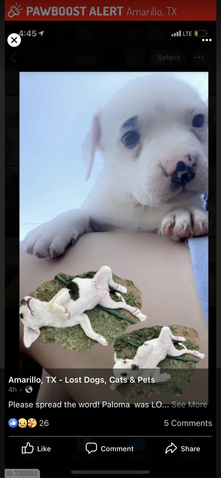Lost dog in Amarillo, TX, 79107