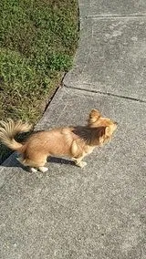 Lost dog in Columbus, OH, 43232