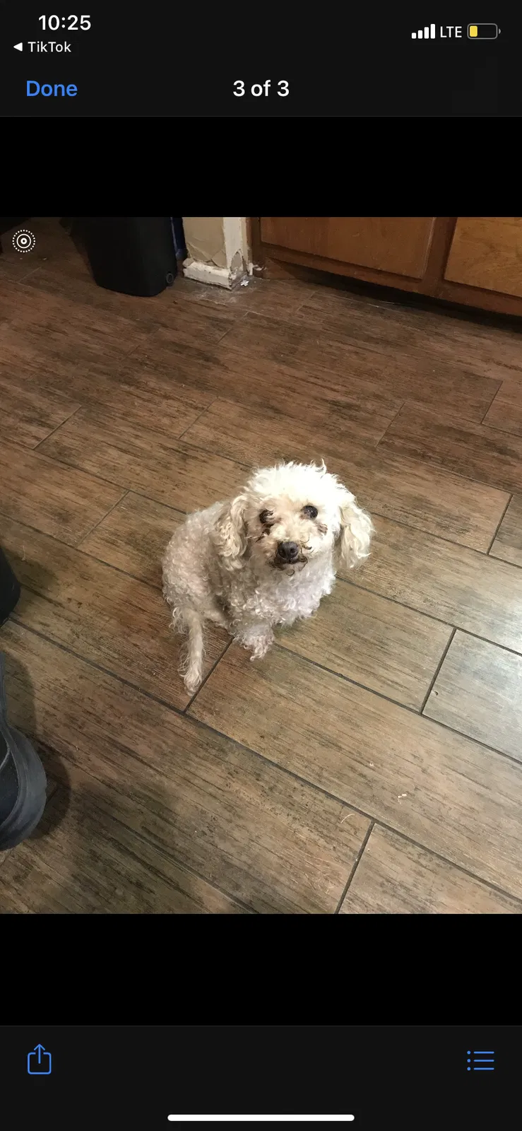 Lost dog in Lubbock, TX, 79416