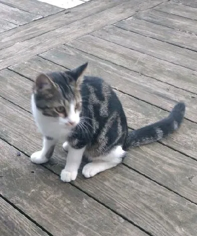 Lost cat in Benwood, WV, 26031
