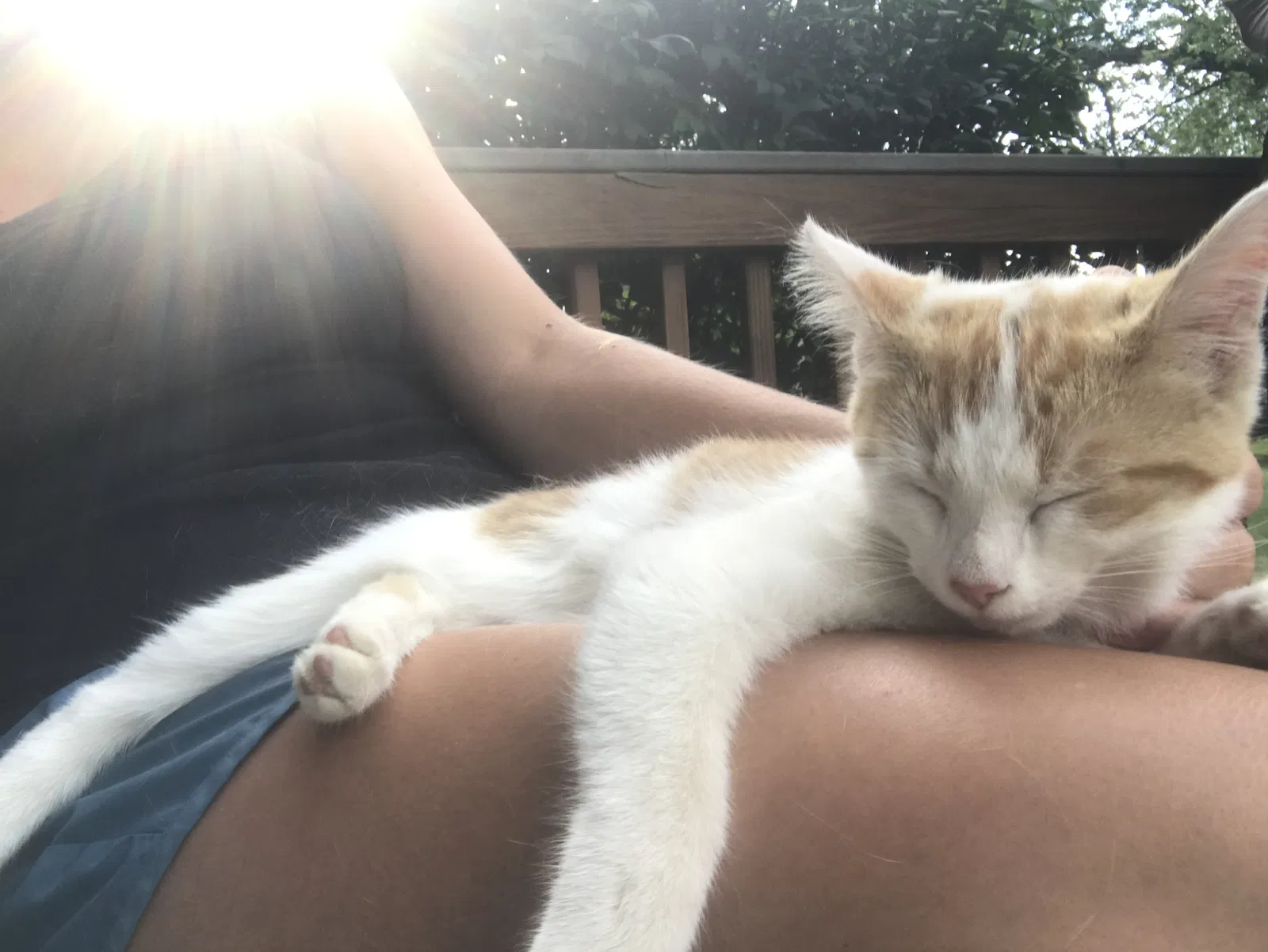 Lost cat in Byron Center, MI, 49315
