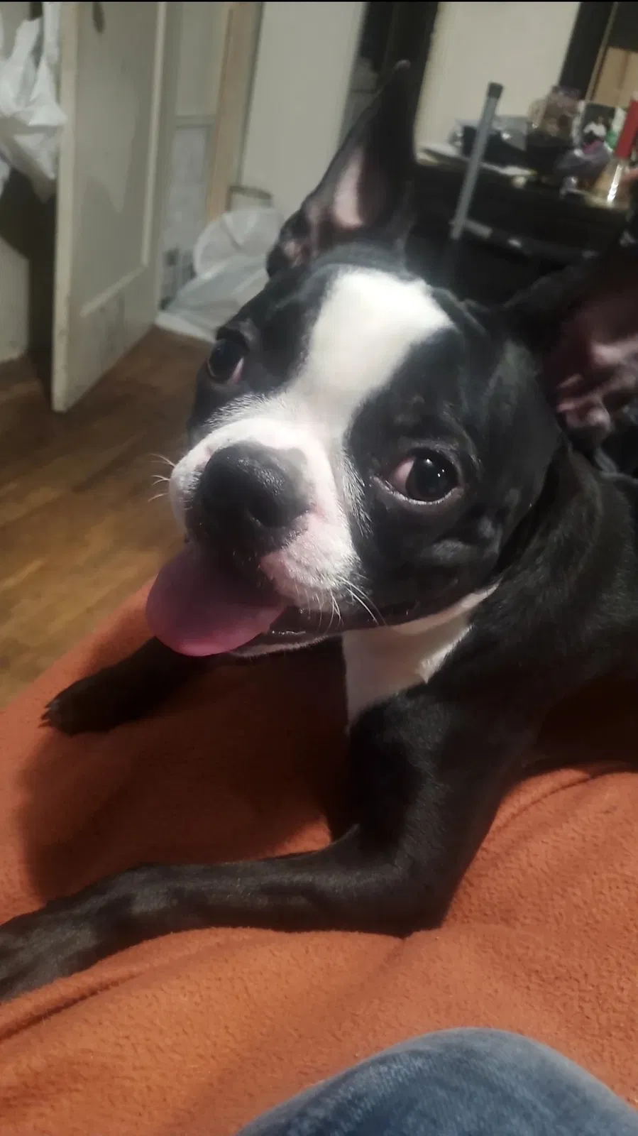 Lost dog in Modesto, CA, 95354