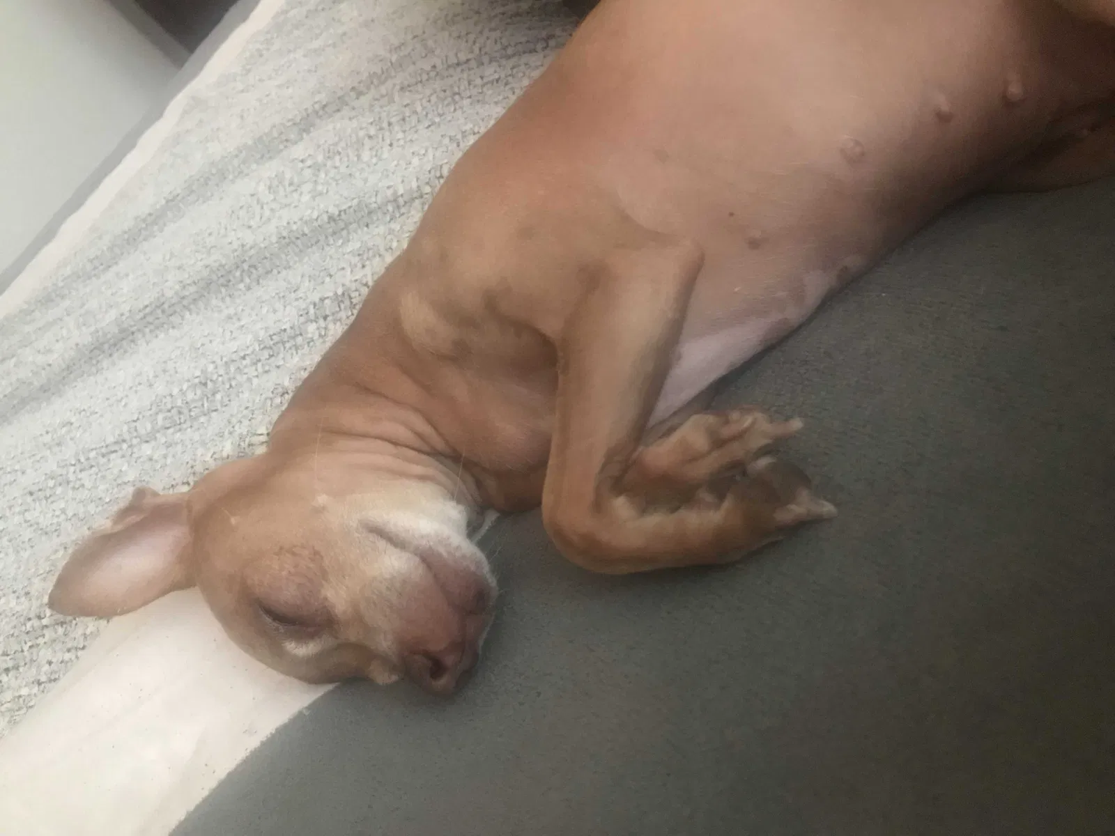 Lost dog in Moreno Valley, CA, 92553