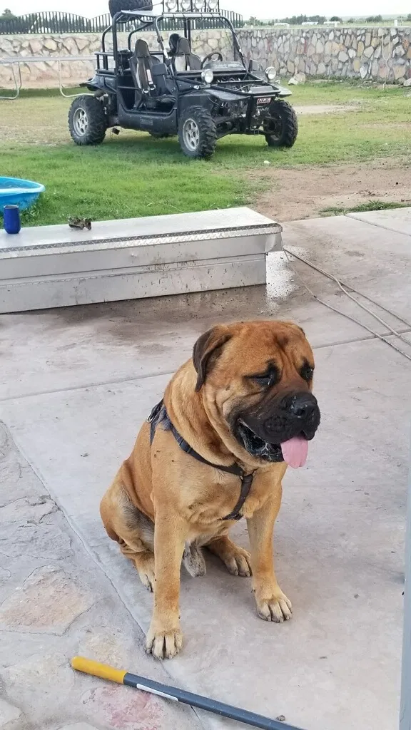 Lost dog in Vado, NM, 88072