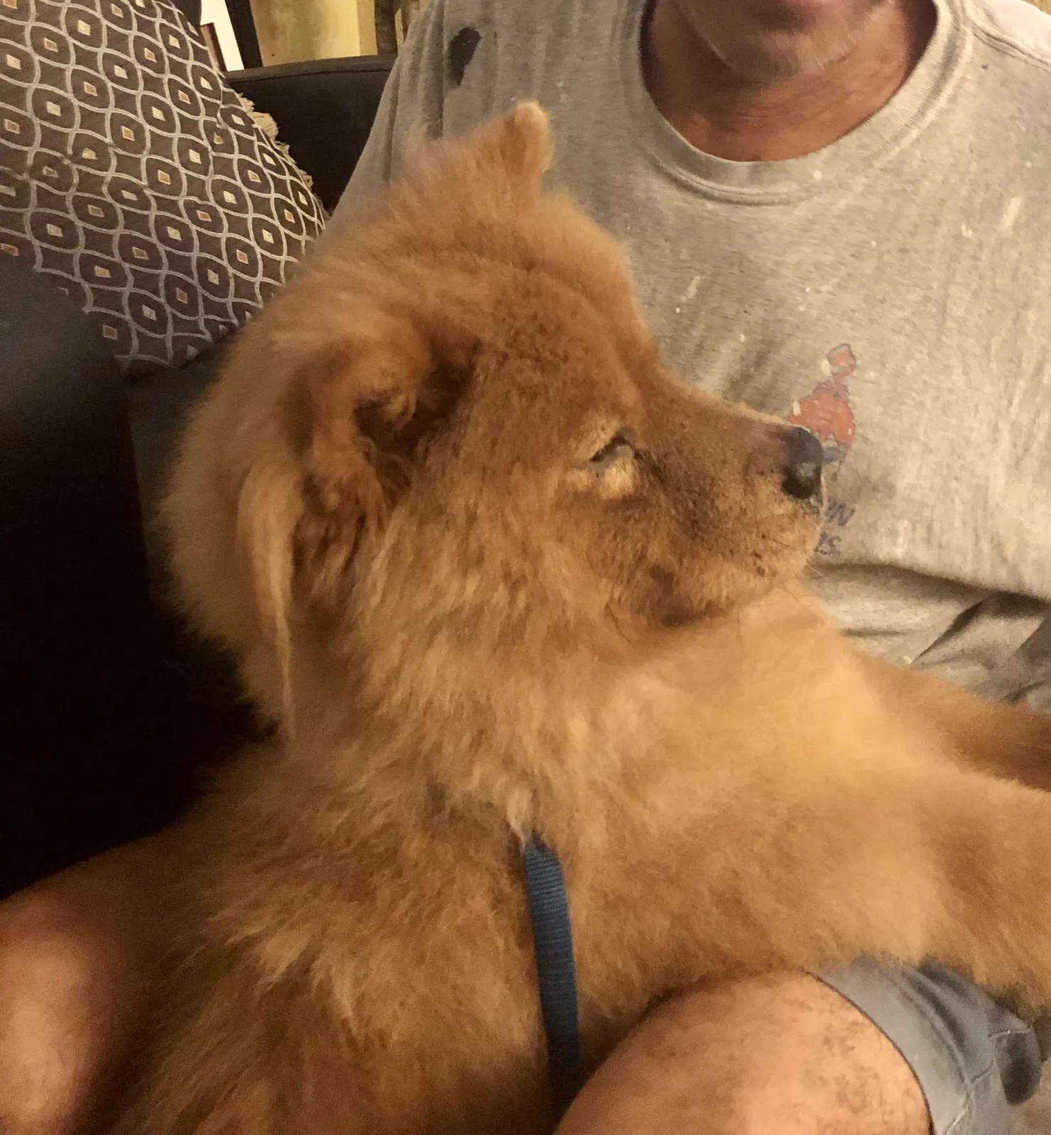 Lost dog in Jacksonville, FL, 32217
