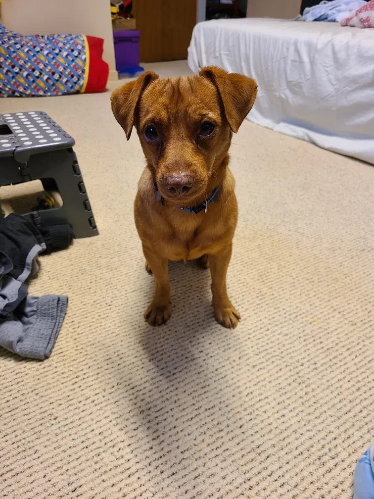 Lost dog in Honolulu, HI, 96825