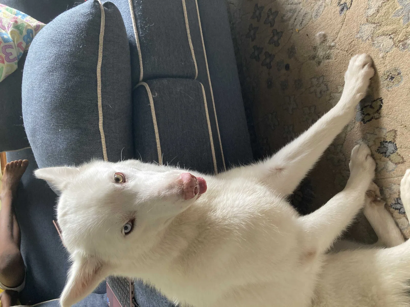 Lost dog in Dallas, TX, 75249