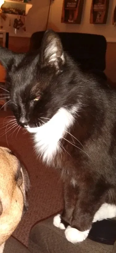 Lost cat in Middle River, MD, 21220