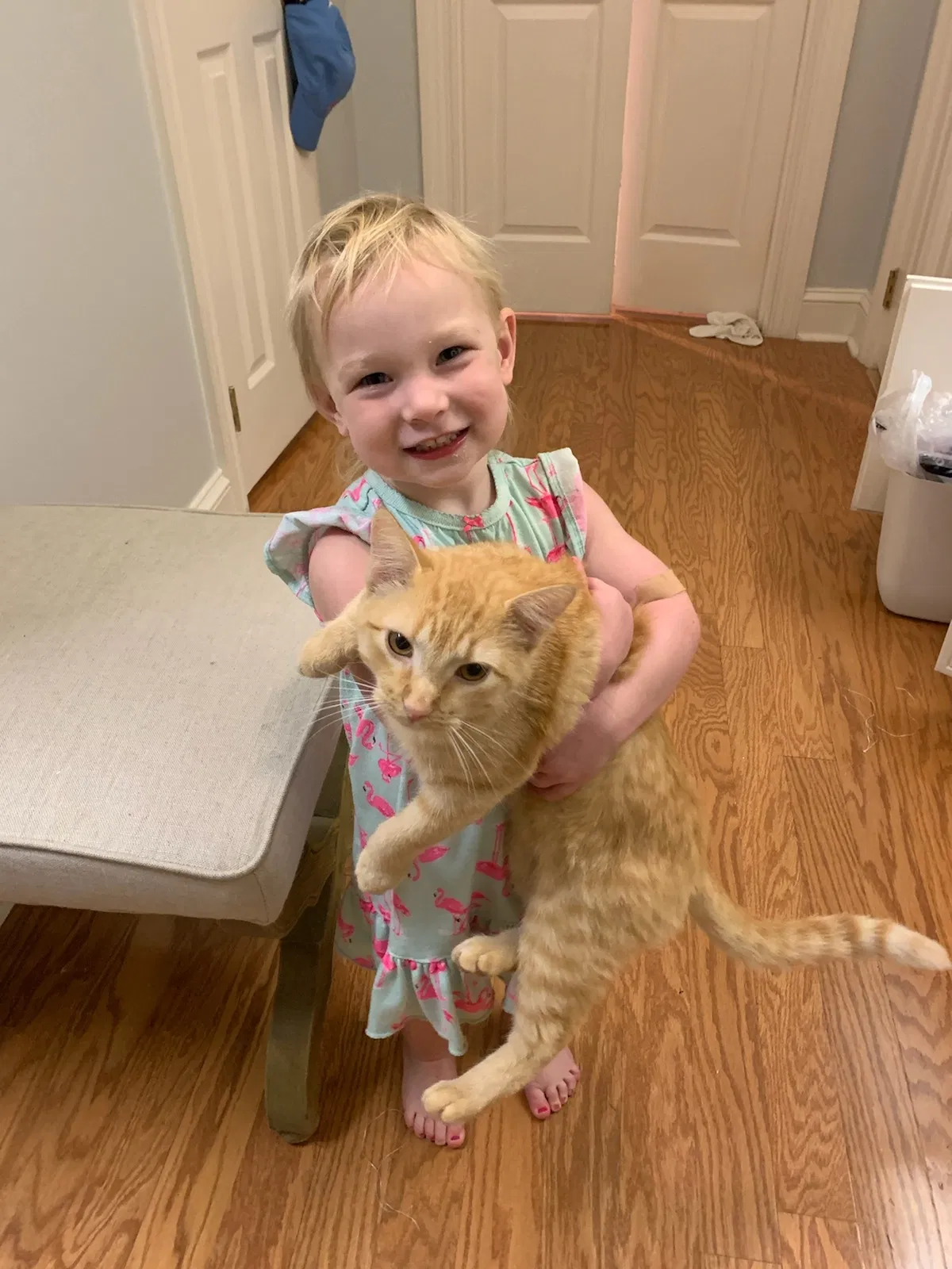 Lost cat in Saint Joseph, LA, 71366