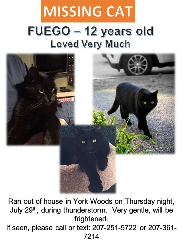 Lost cat in York, ME, 3909