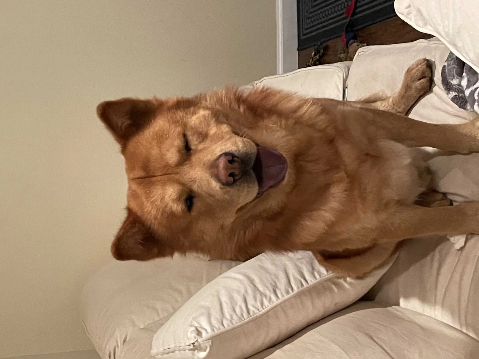 Found dog in Compton, CA, 90221