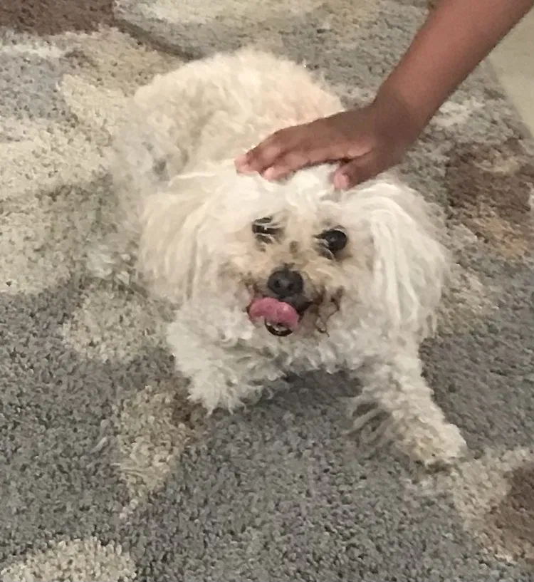 Lost dog in San Bernardino, CA, 92404