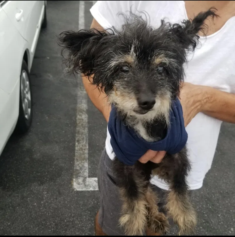 Lost dog in Los Angeles, CA, 90016