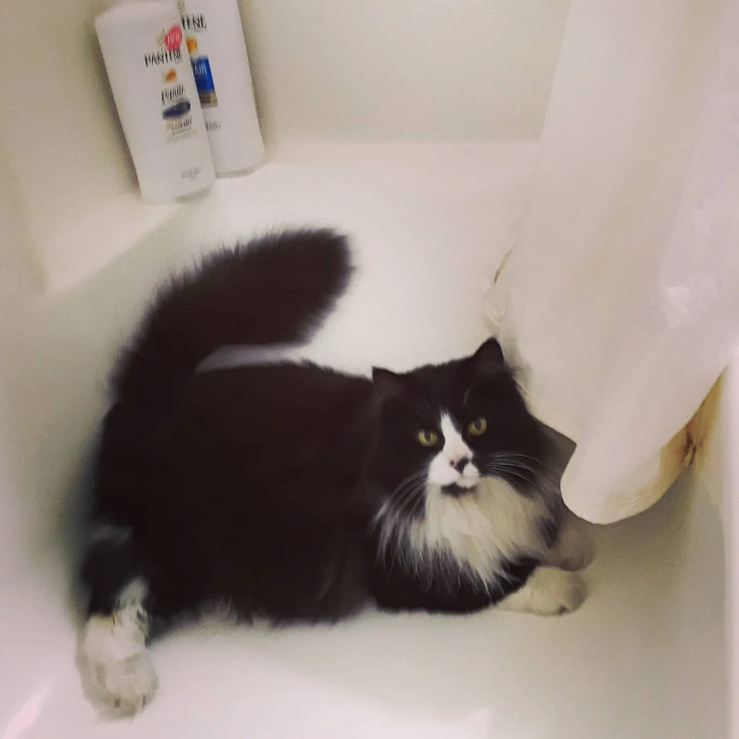 Lost cat in Oakland, ME, 4963