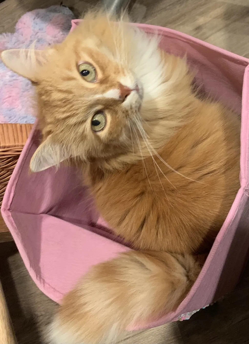 Lost cat in Parker, CO, 80134