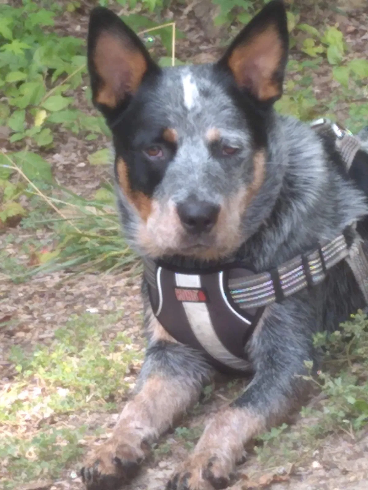 Lost dog in Benton, TN, 37307