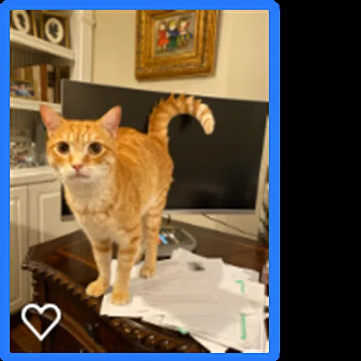 Lost cat in Greensboro, NC, 27408