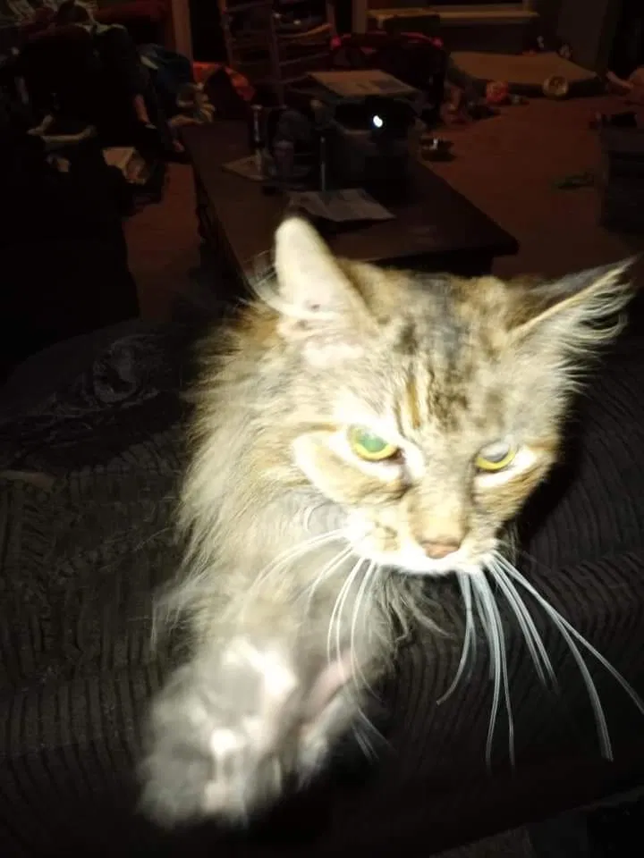 Lost cat in Wentzville, MO, 63385