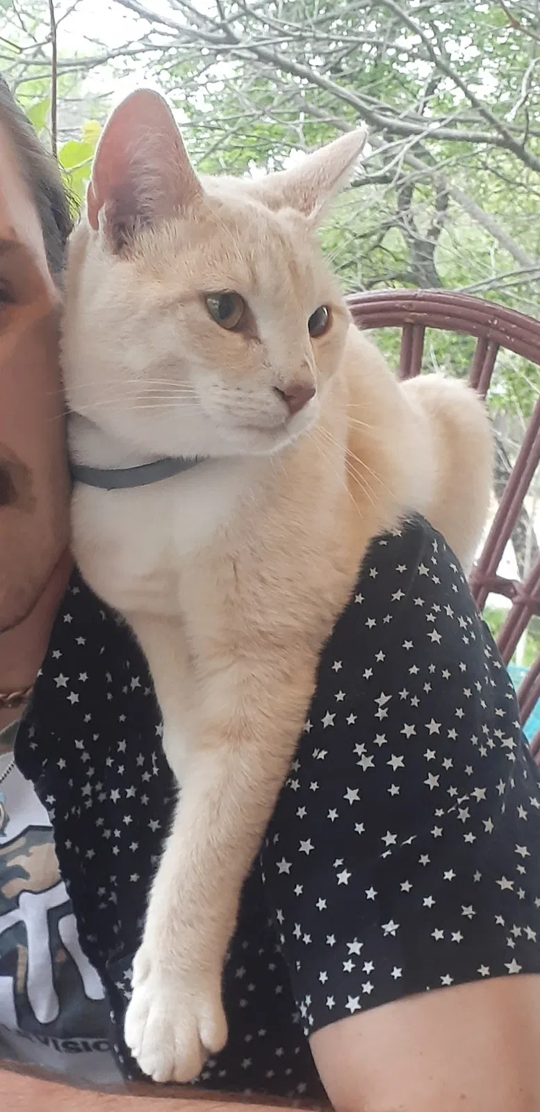 Lost cat in Fayetteville, AR, 72701