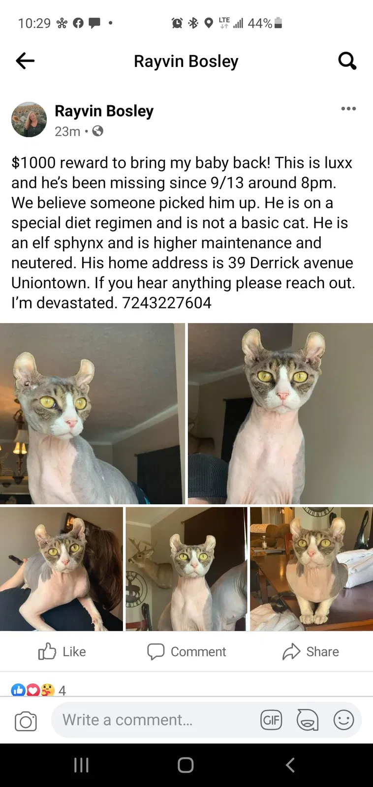 Lost cat in Uniontown, PA, 15401