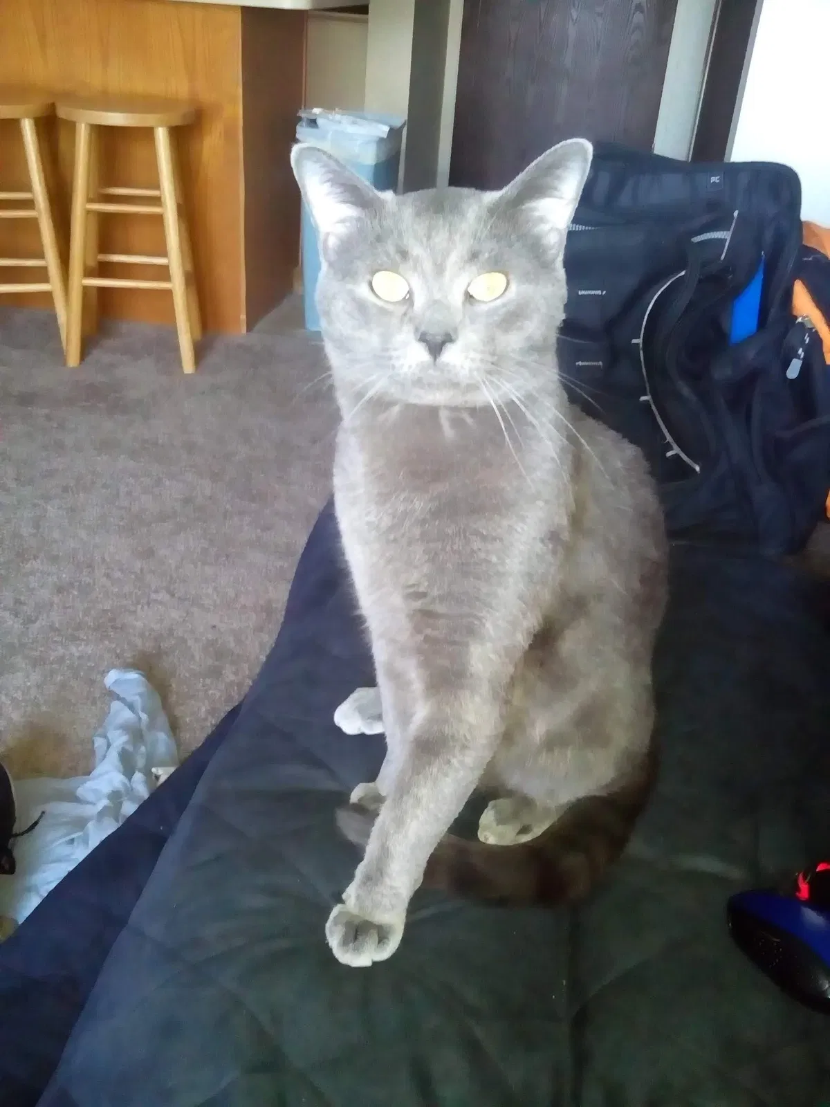 Lost cat in Inkster, MI, 48141
