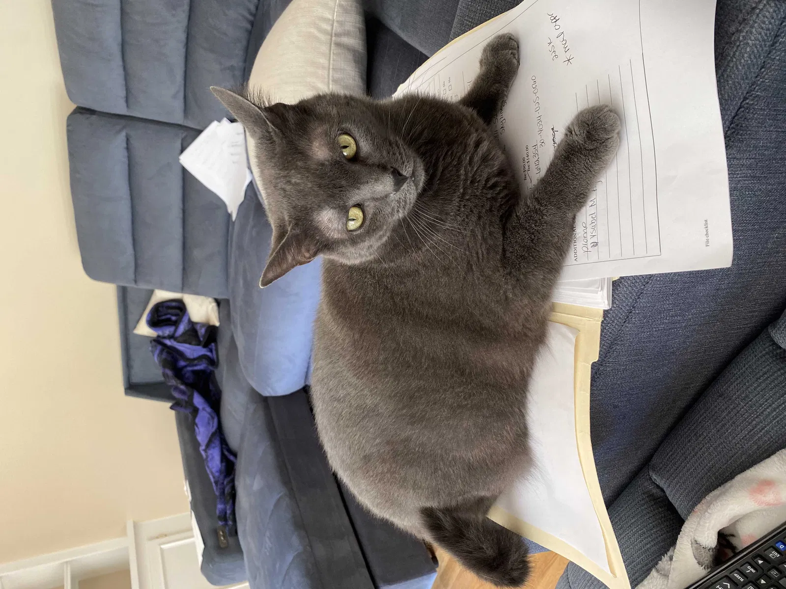 Lost cat in Winston Salem, NC, 27105
