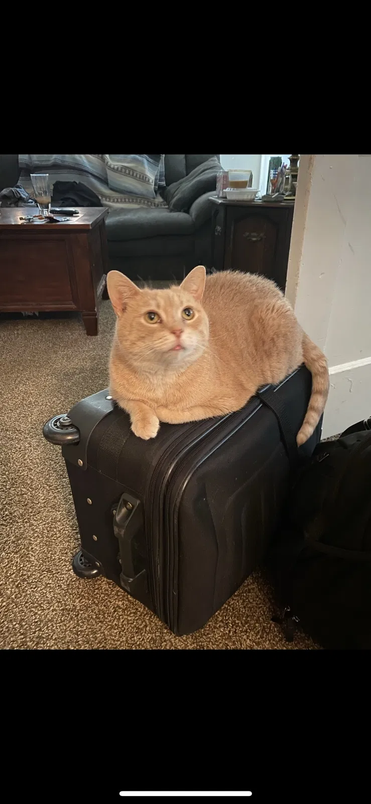 Lost cat in Pittsburgh, PA, 15236