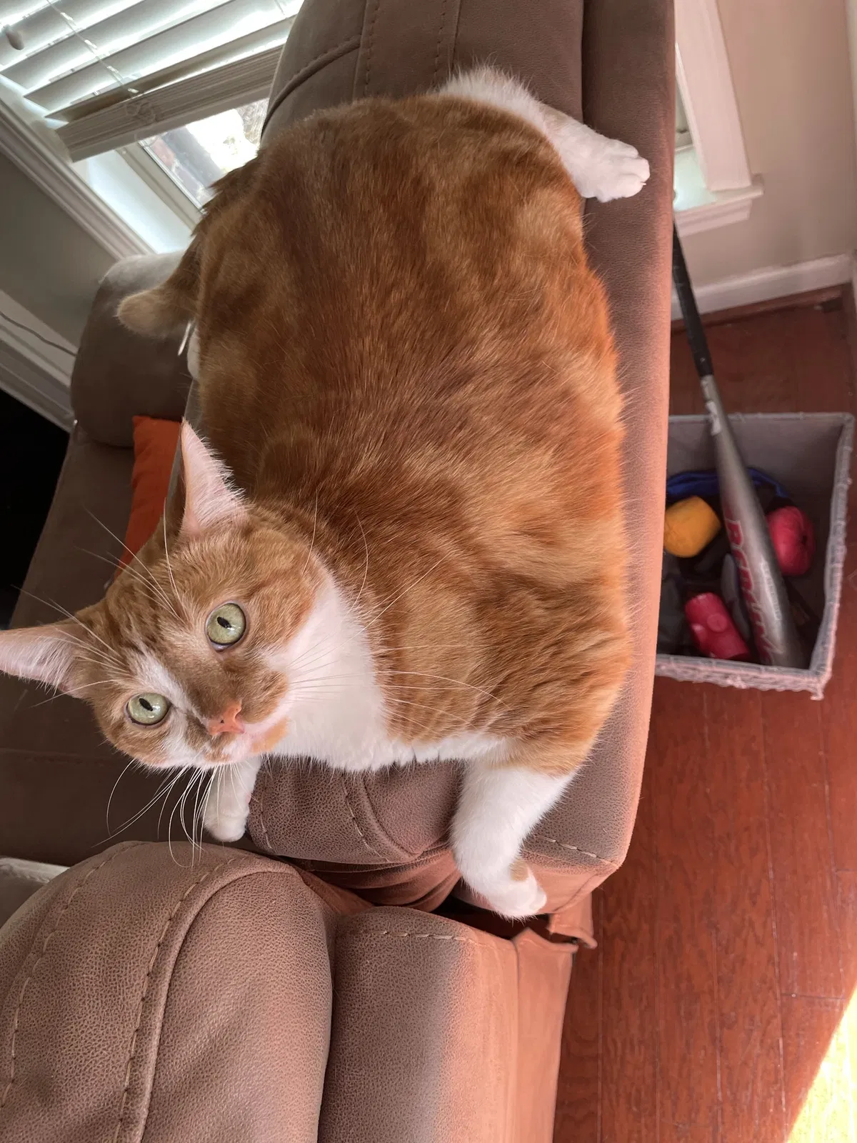 Lost cat in Moody, AL, 35004