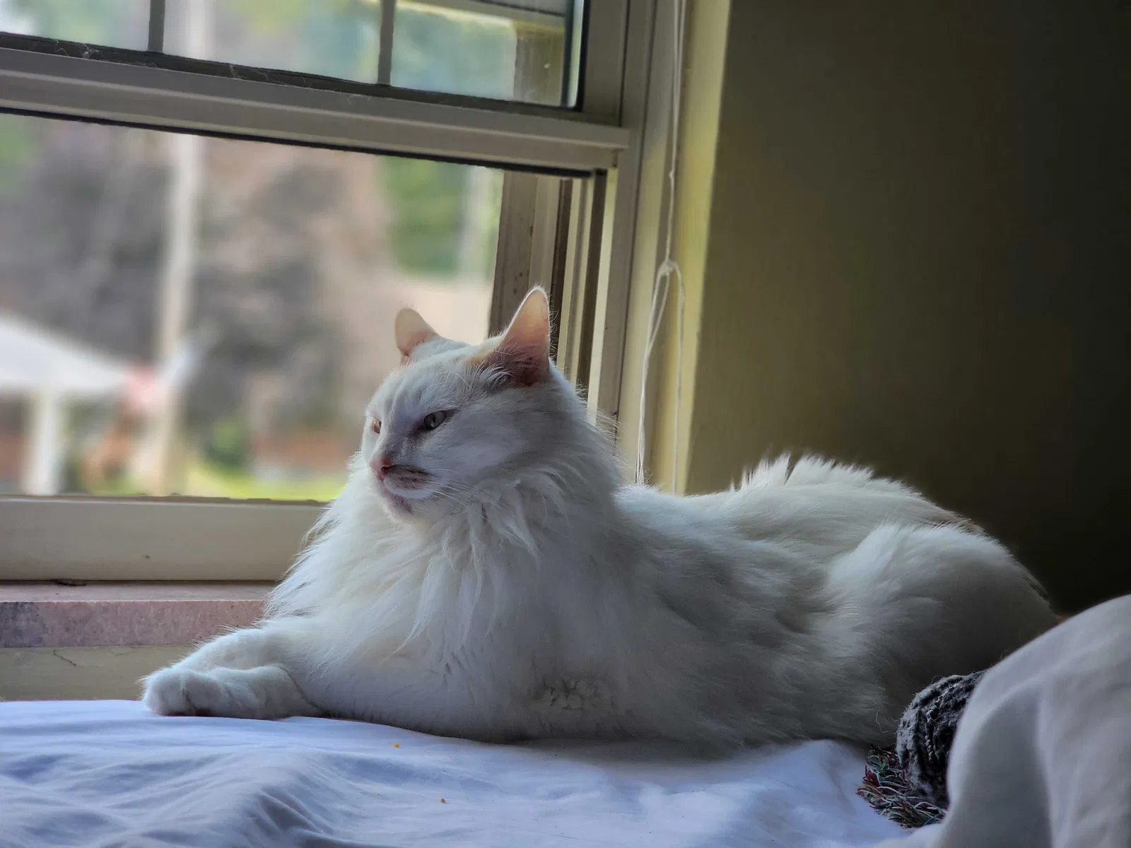 Lost cat in Verona, PA, 15147