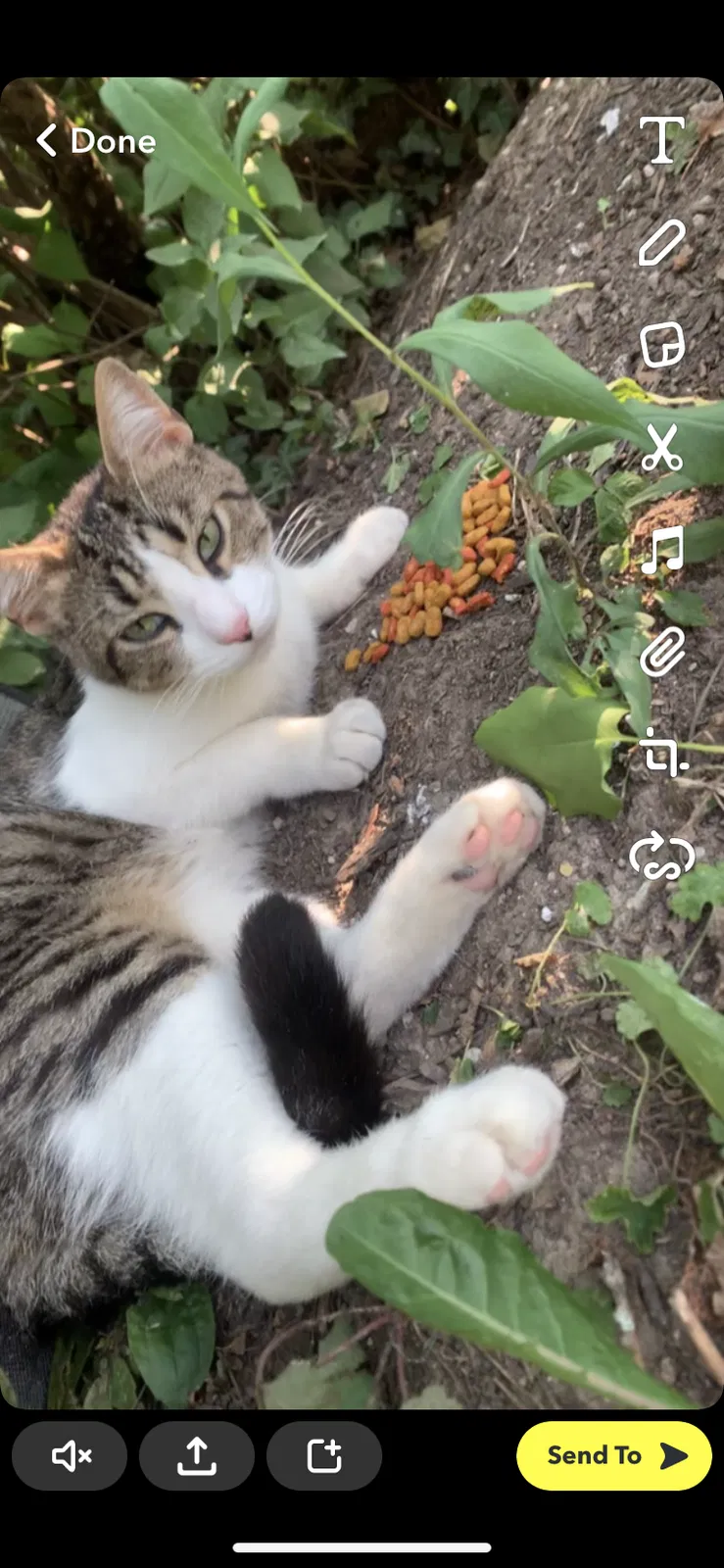 Lost cat in Cincinnati, OH, 45238