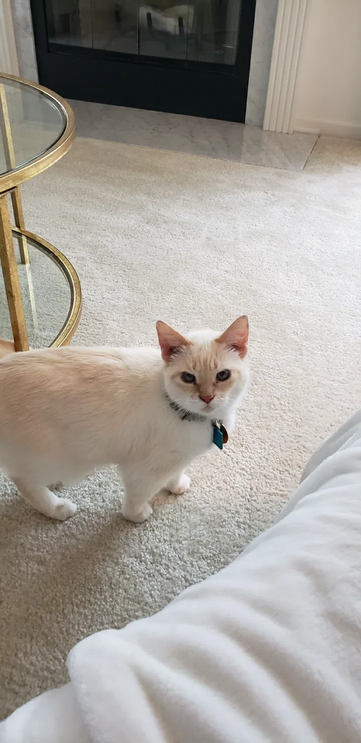 Lost cat in Lexington, KY, 40511