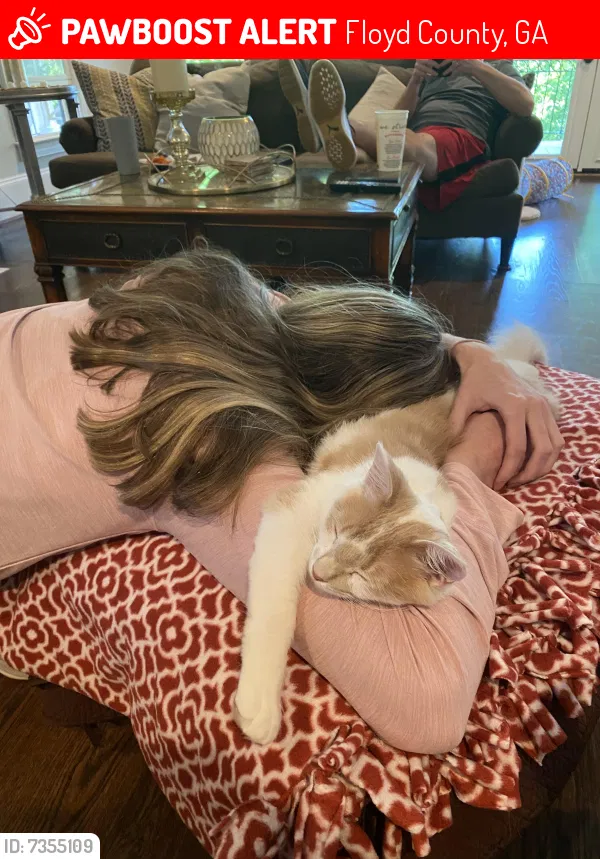 Lost cat in Rome, GA, 30161