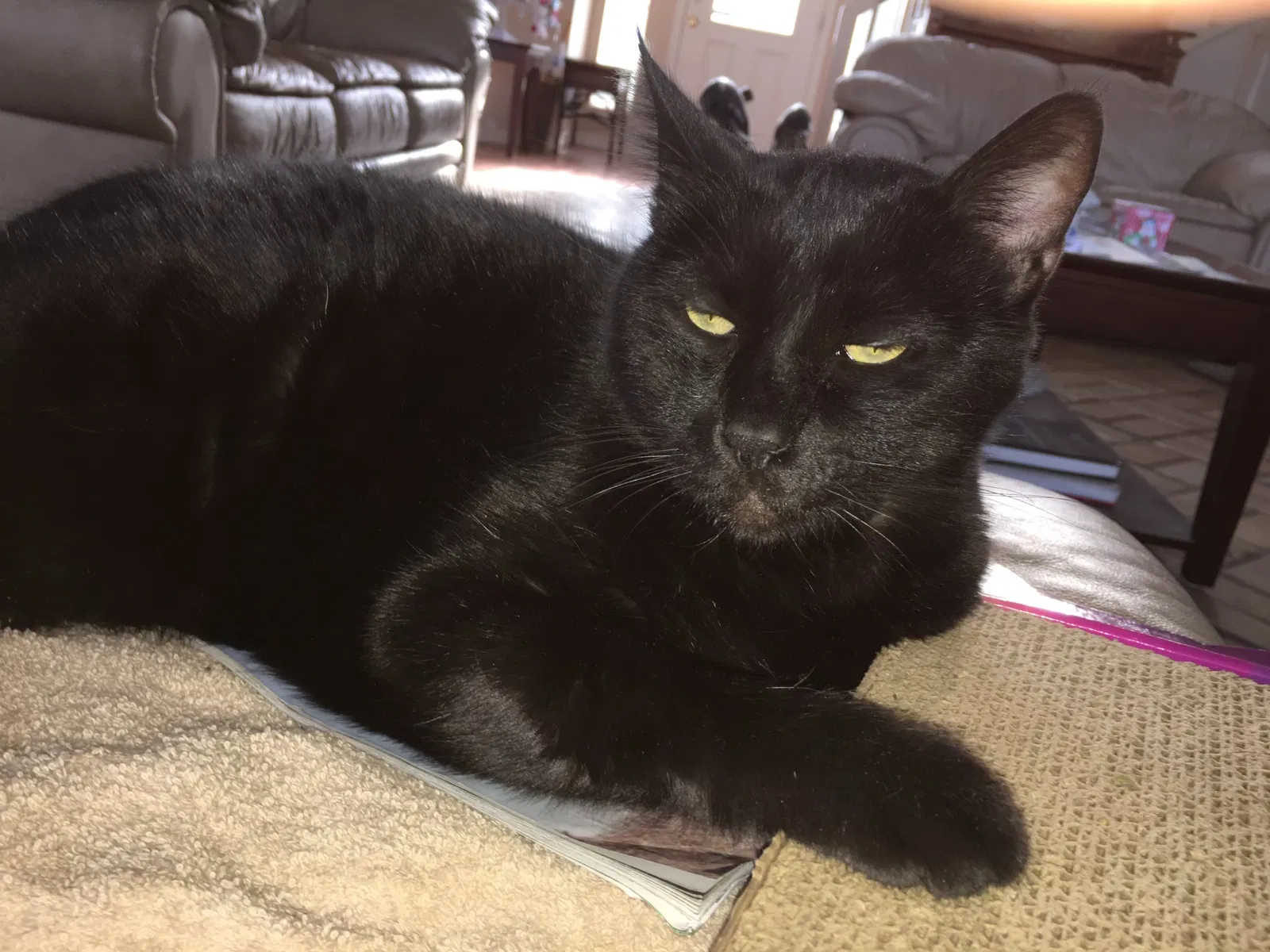 Lost cat in Corpus Christi, TX, 78418