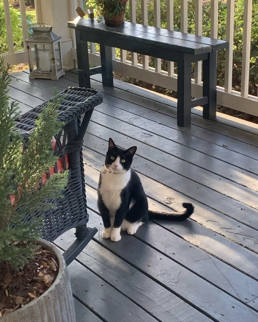 Lost cat in Atlanta, GA, 30317
