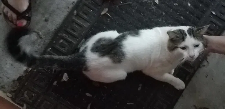 Lost cat in Baton Rouge, LA, 70817