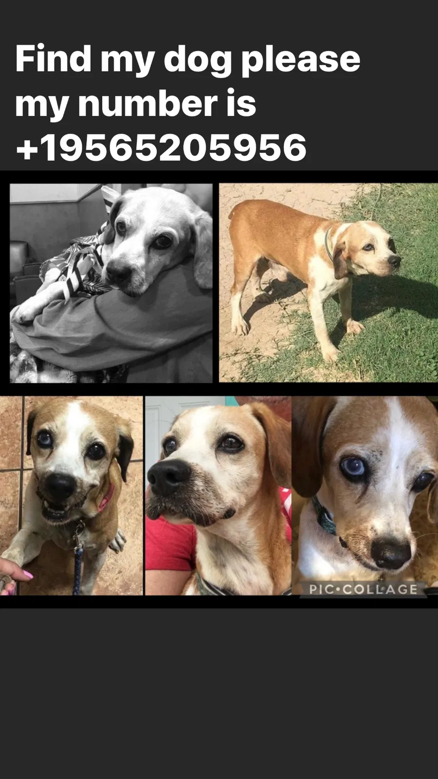 Lost dog in Donna, TX, 78537