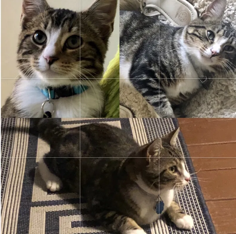 Lost cat in Snellville, GA, 30078