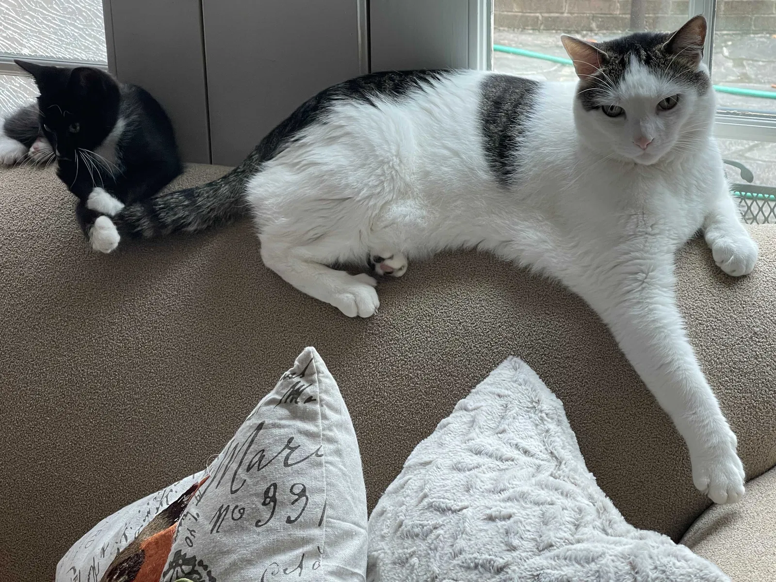 Lost cat in Atlanta, GA, 30345