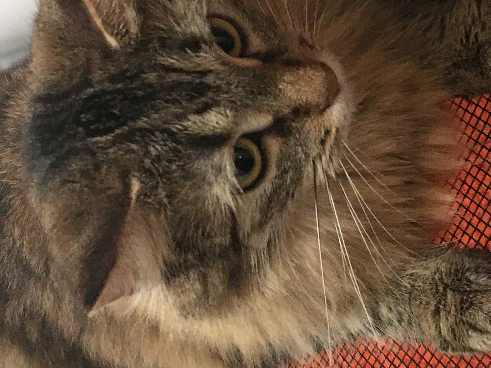 Lost cat in Salem, OR, 97302