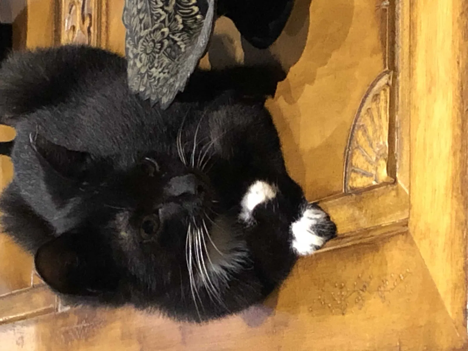 Lost cat in Miami, FL, 33186