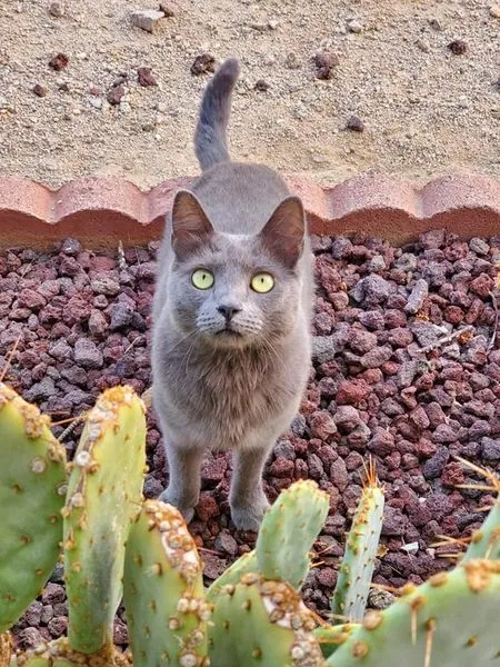 Lost cat in Lucerne Valley, CA, 92356