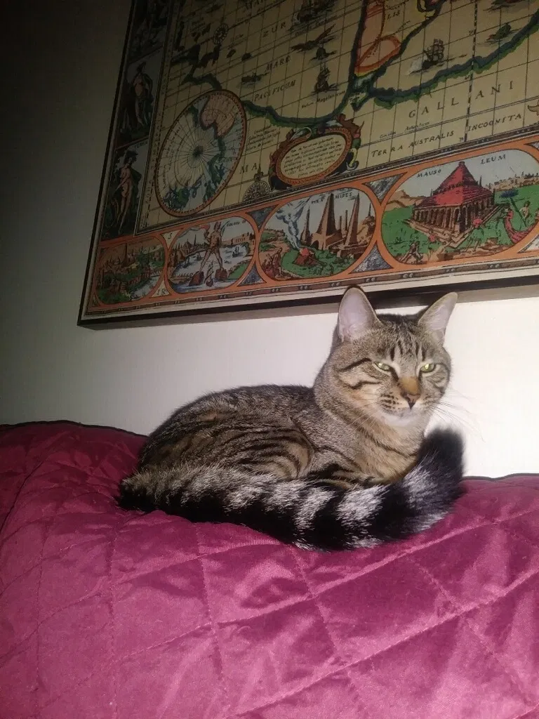Lost cat in Pompano Beach, FL, 33065