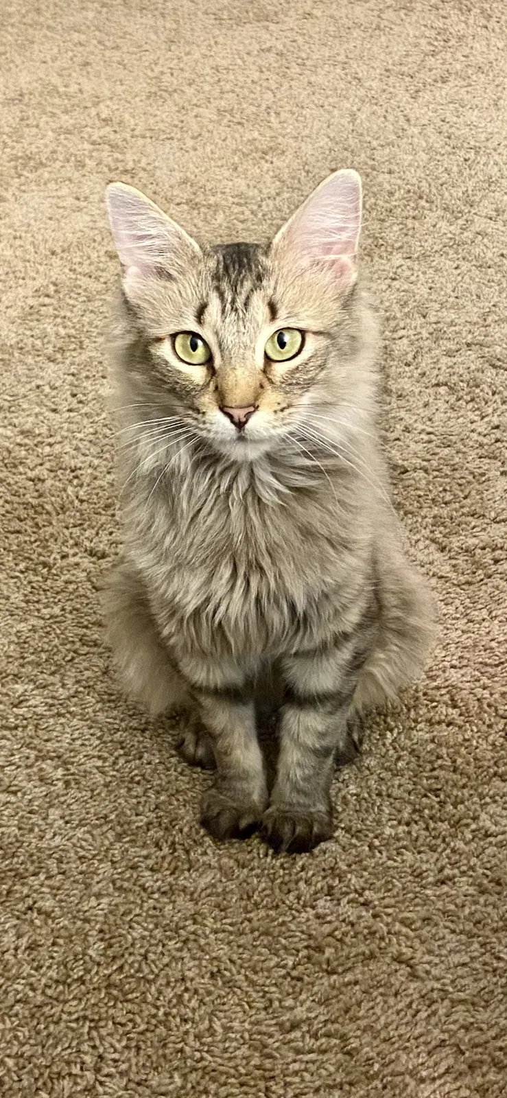 Lost cat in Valley Park, MO, 63088