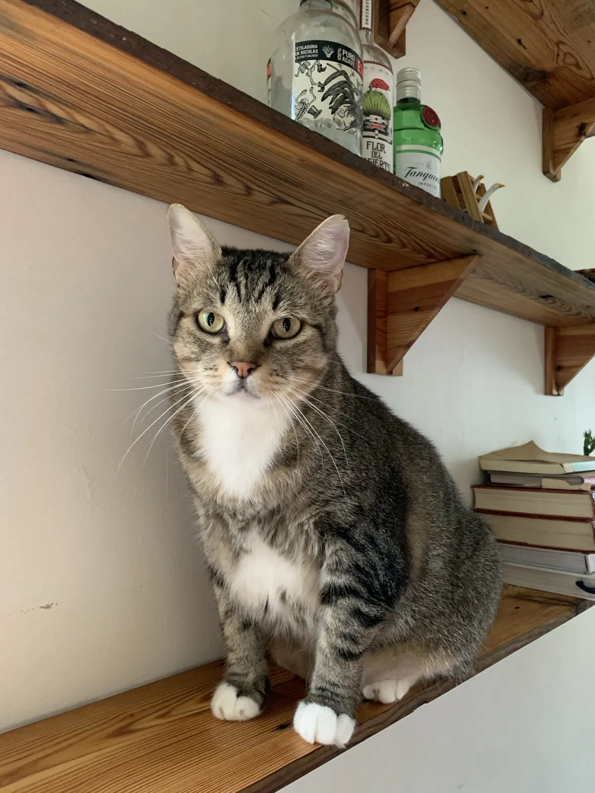 Lost cat in New Orleans, LA, 70117